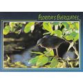 Green Heron Florida Everglades United States Po...