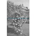 R054915 Old Postcard. Flower Tree
