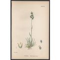 BULBOUS MEADOW-GRASS 1872 John Edward Sowerby P...