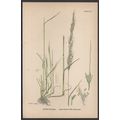 DENSE-FLOWERED SILKY BENT-GRASS 1872 John Edwar...