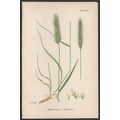 MEADOW BARLEY 1872 John Edward Sowerby PLANT PRINT
