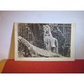 LEOPARD used antique postcard by LONDON ZOO pho...