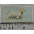 1937 Wills Dogs No. 32 Clumber Spaniel
