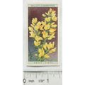 1923 Wills, Wild Flowers No. 11 Dwarf Furze