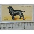 1937 Wills Dogs No. 33 Cocker Spaniel