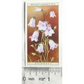 1923 Wills, Wild Flowers No. 12 Hairbell
