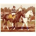 DVD - SPECTACULAR BID 15 Entire RACES Collectio...