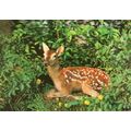 Fawn Deer Three Dimensional 3D Japanese Vintage...