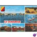 France PC - La Camargue - Passage de chevaux