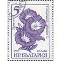 BULGARIA, FLOWER, Convolvulus tricolor, violet ...