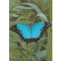 Blue Mountain Swallowdale Australian Butterfly ...