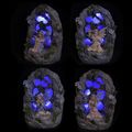 Backlit Flower Fairy Woodland Grove LED Figurin...