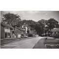 BP986 PADIHAM - WOODLAND GROVE . RP POSTCARD