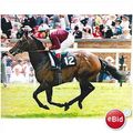 RACEHORSE Press Photo GARAH Pat Eddery ROYAL AS...