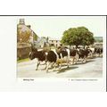 MILKING TIME Postcard by Women's Institure