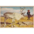 Lappland Sweden Old Postcard