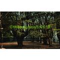 Beeches in Epping Forest, Essex, Rare Poor Hart...
