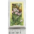 1939 Gallaher's Wild flowers No. 26 Lady's Smock