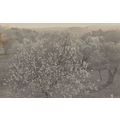 El Almendro Please Check Rare Real Photo Old Sp...