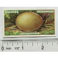 1923 Ogdens Bird's Eggs cut-out No. 24 Nightingale