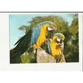 Birds BLUE & GOLD MACAW Postcard by Beric Tempest