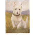 MAC, THE SCOTCH TERRIER illustration by A E Ken...