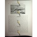 Ruins Of Caesarea, Now Israel, Book Illustratio...
