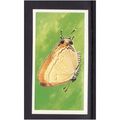 Brook Bond INCREDIBLE CREATURES IN THE AIR FALS...