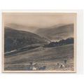 Northumberland, Wooler - The Cheviots, cattle o...