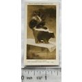 1926 Pattreiouex Real Photos Animals No. CA6 - ...