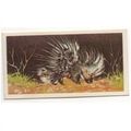 1976 Brooke Bond Tea card Wonders of Wildlife N...