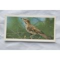 1976 Craven Black Cat British Birds card No. 14...