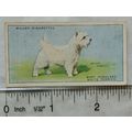 1937 Wills Dogs No. 48 West Highland White Terrier