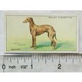 1937 Wills Dogs No. 49 Whippet