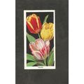 Cigarette Card Carreras Flowers 1936 #3 Tulips