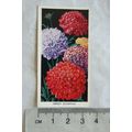 1936 Carreras Flowers No. 15 Sweet Scabious