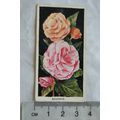 1936 Carreras Flowers No. 47 Begonias