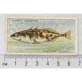1933 Players Fresh-water Fishes, pink back No. ...
