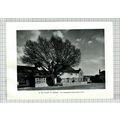 (6620) Lindfield Sussex - 1955 Cutting