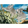 Koala Bears Postcard posted 1973 VGC