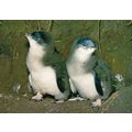 Fairy Penguin Chicks Postcard posted 1973 VGC