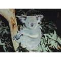 Koala Bear Postcard posted 1973 VGC