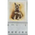 1936 Godfrey Phillips Our Puppies No. 17 The El...