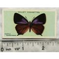 1927 Wills British Butterflies No. 31 Purple Ha...