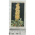 1925 Wills Flower Culture in Pots No. 15 Celsia