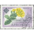 ROMANIA, FLOWER, Opuntla vulgaris, lilac 1961, ...
