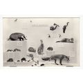 Local Mammals Southgate Museum Broomfield Park Postcard RP London