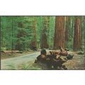Armstrong Redwoods State Reserve, Guerneville C...
