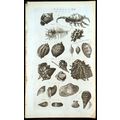 SHELLS 1788 Murex, Purple Fish, Oyster, Porcell...