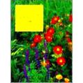 The Flamboyant Garden
